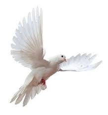 single white dove