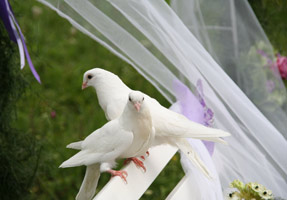 wedding doves